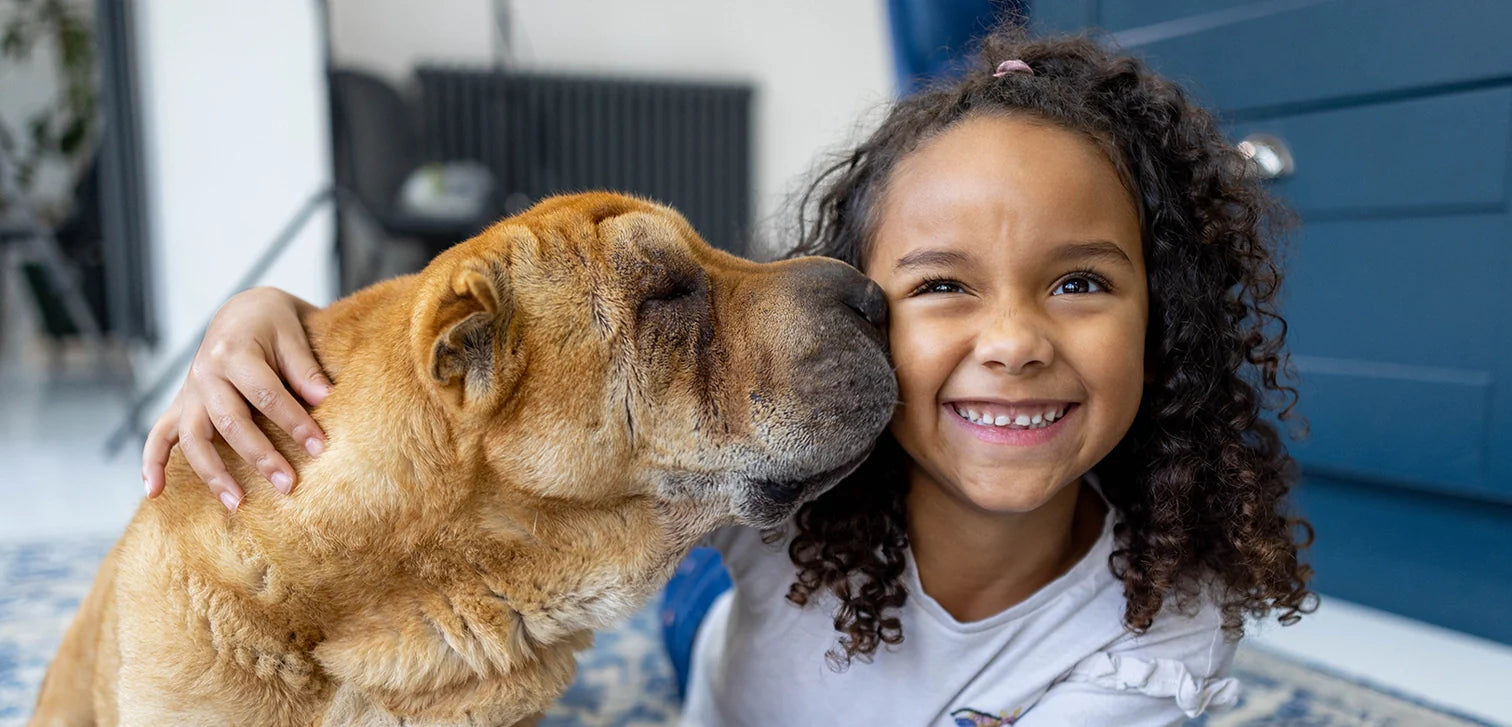 Keeping Senior Dogs Mentally Sharp: Cognitive Support and Enrichment Tips