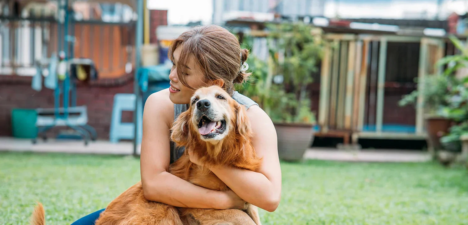 Cellular Health for Senior Dogs: Promoting Energy and Vitality Through Aging