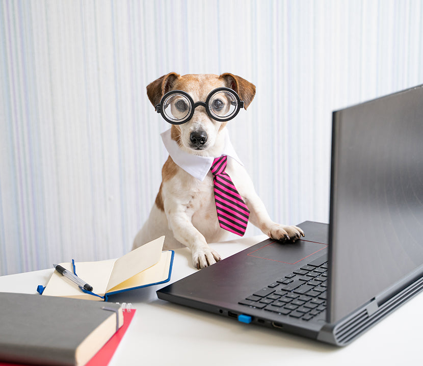 Science-Dog.jpg__PID:49db4001-c44c-4705-9965-9b7ea620fe3a