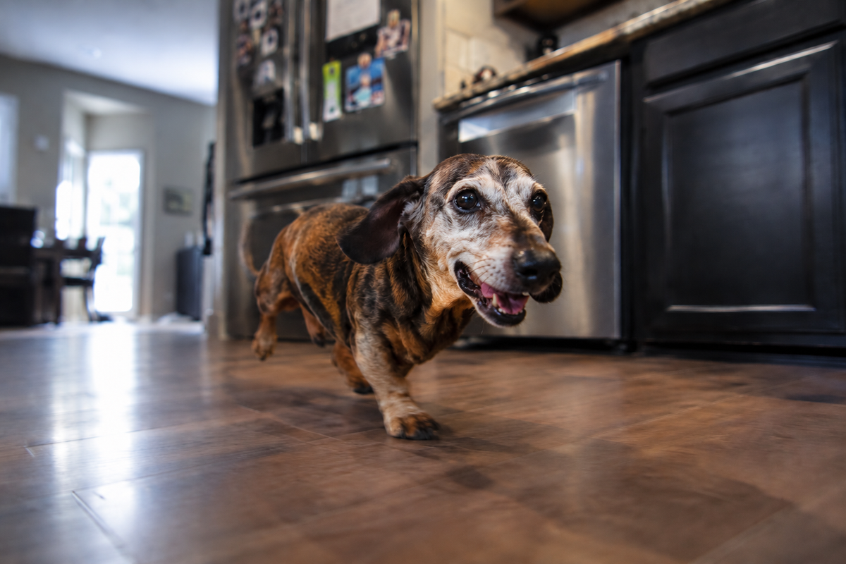 PEA Was Put to the Test in Dogs. The Results Are Hard to Ignore.