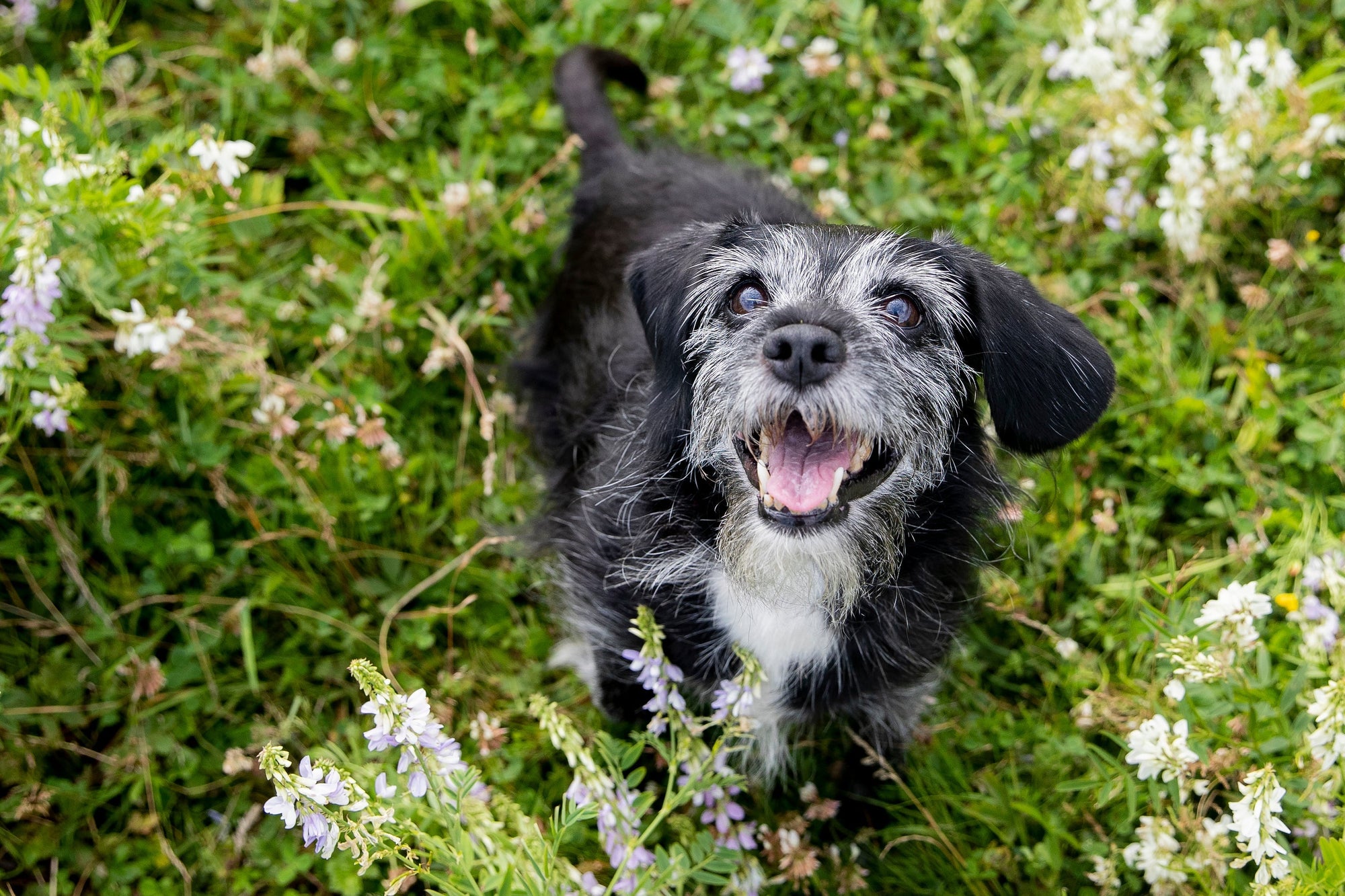Comfort Support for Senior Dogs: How PEA and PQQ Work Together