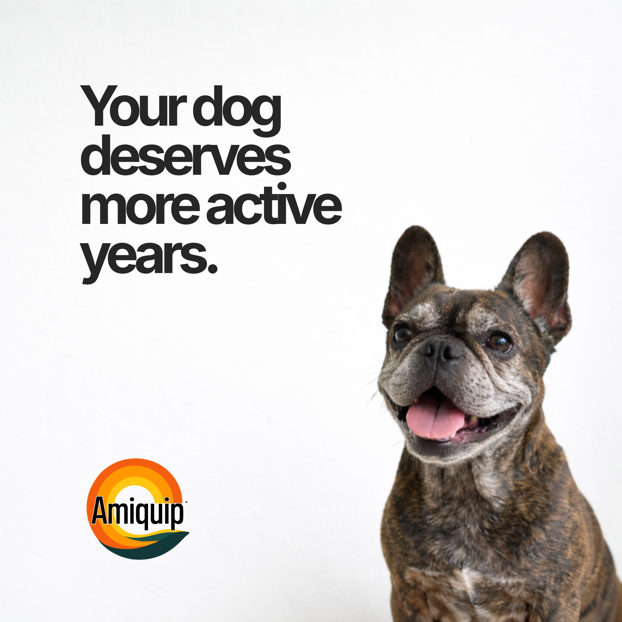Amiquip Soft Chews for Senior Dogs