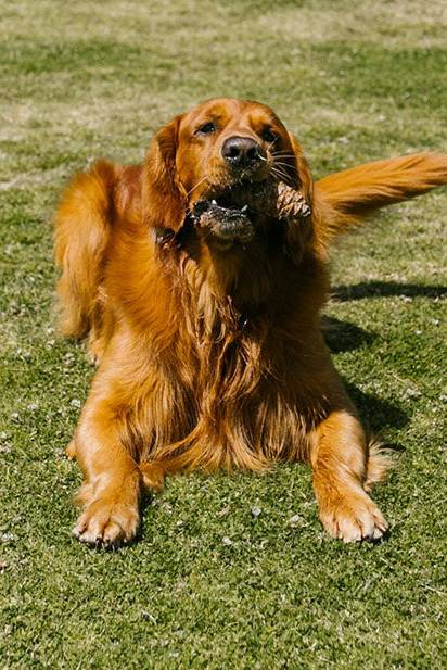 Great product for my older German Shepherd