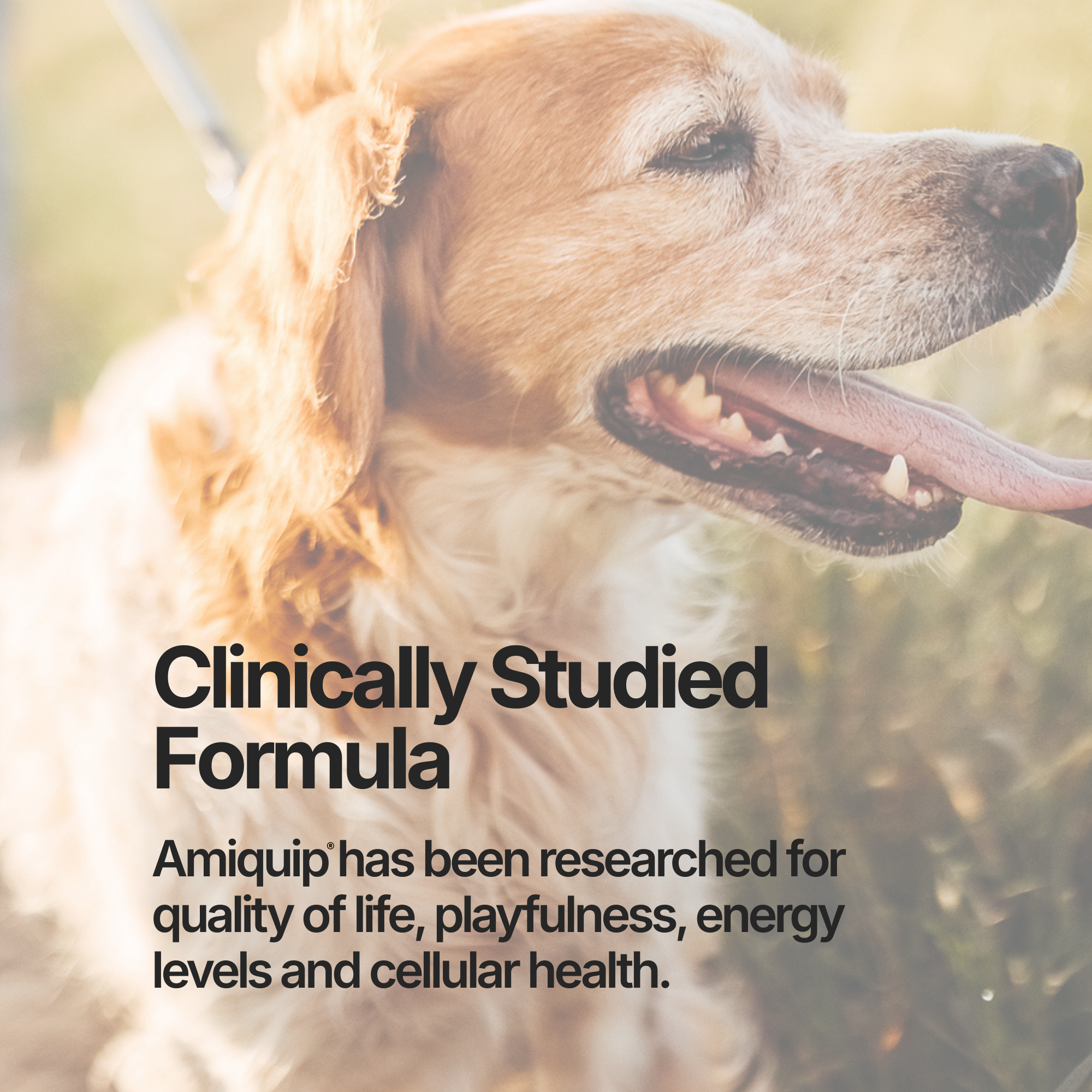 Amiquip Soft Chews for Senior Dogs