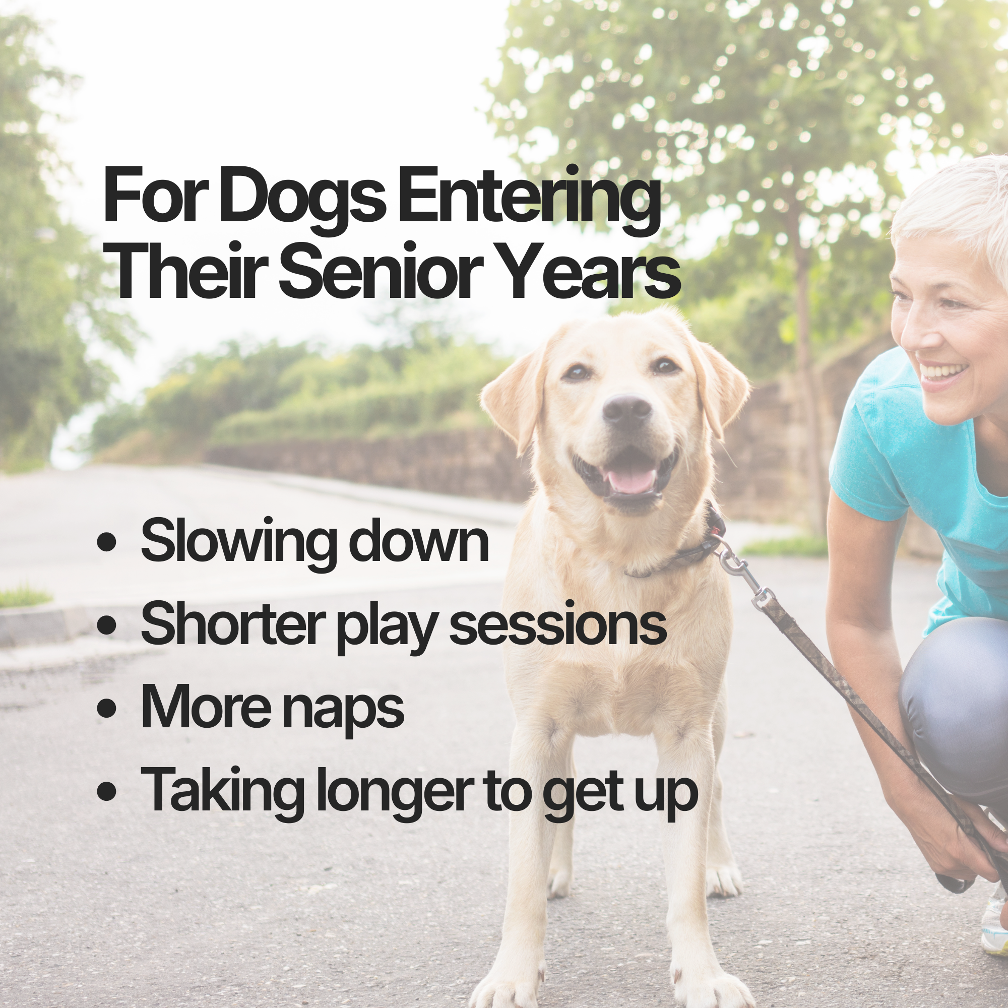 Amiquip Soft Chews for Senior Dogs