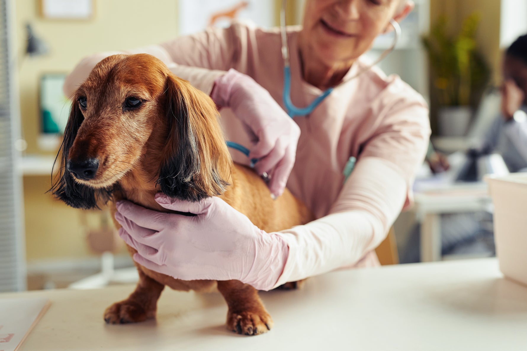 Dog-with-Vet.webp__PID:8f42cb02-7546-4bc7-8e3a-f1a2f68612ff