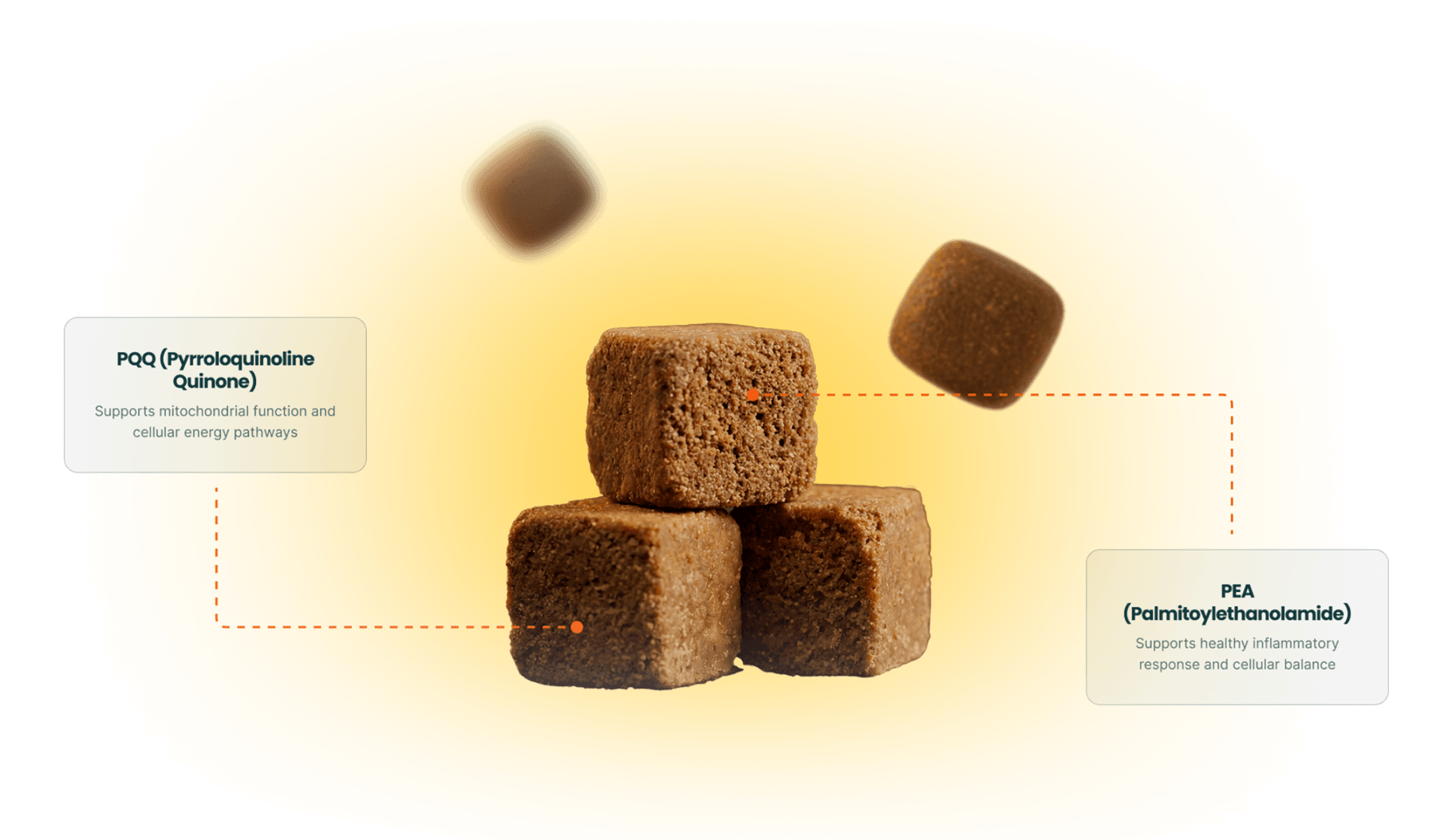 A Focused Formula Built Around Cellular Health