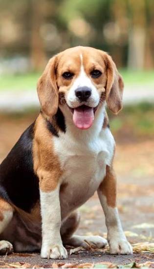 Steady improvement for my senior Beagle