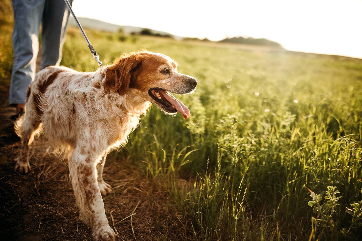 LONGER
WALKS