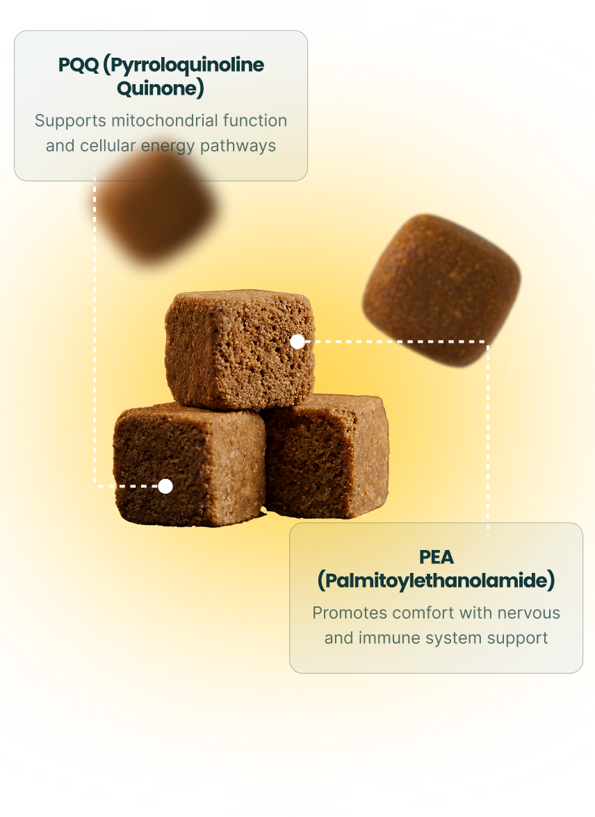 A Focused Formula Built Around Cellular Health
