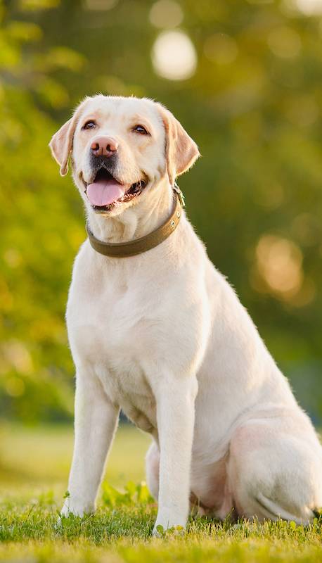 Gave my dog her spark back!